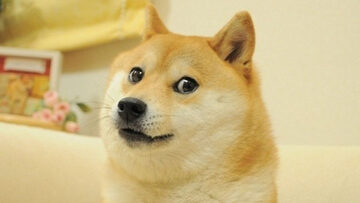 Canonical Kabosu photograph used for the original Doge meme