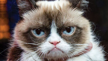 Classic early photograph of Grumpy Cat Tardar Sauce