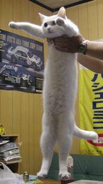 Early elongated white Longcat photograph from Futaba Channel